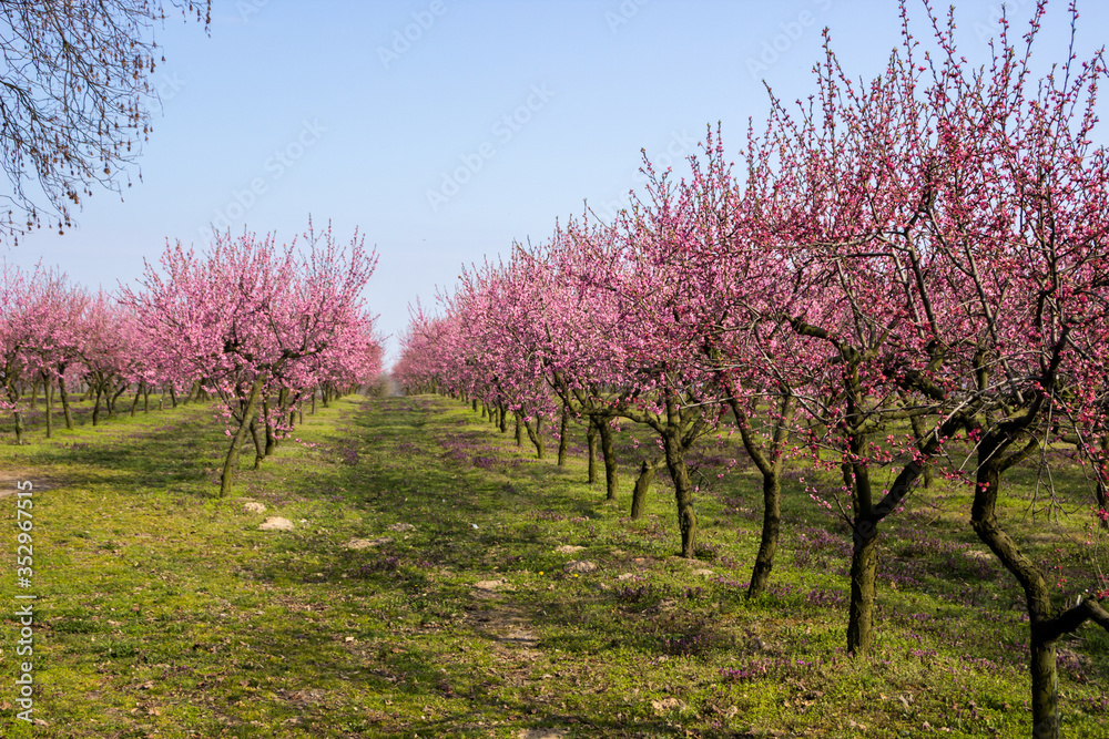 blooming cherries in the orchard on a sunny spring day orchard blooming cherries in the orchard on a sunny spring day orchard