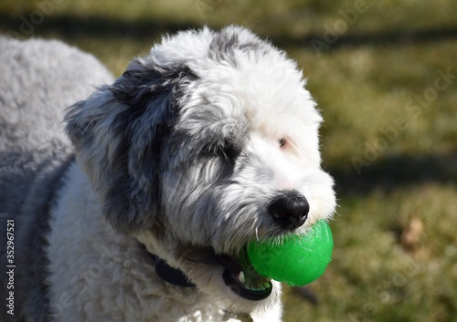 Sheepadoodle Puppy Dog Playing With Toys And Lying In The Grass