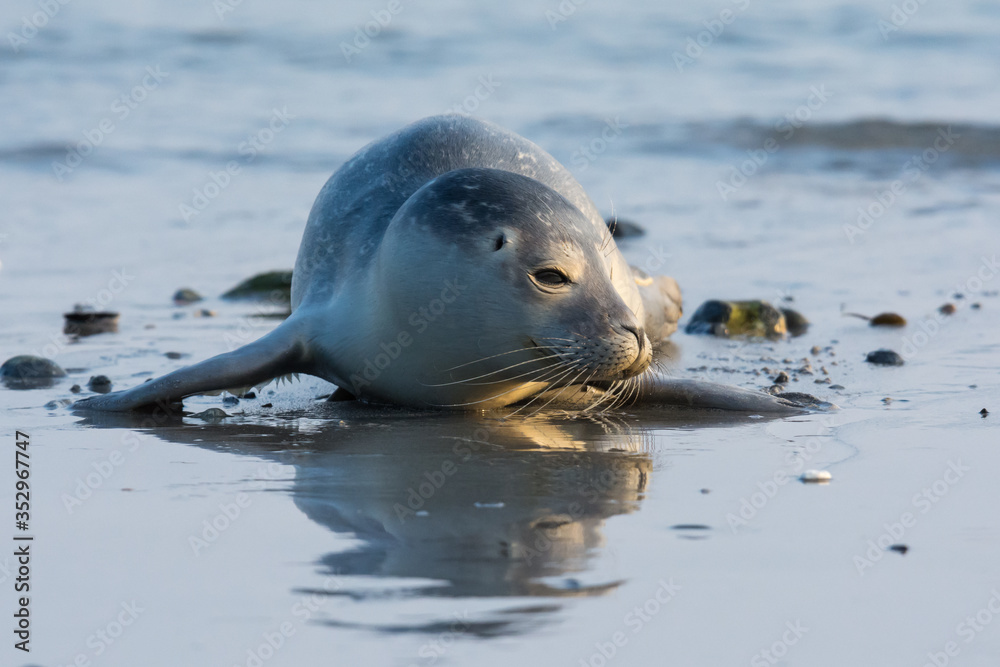Fototapeta premium Common seal known also as Harbour seal, Hair seal or Spotted seal (Phoca vitulina) pup lying on the beach. Helgoland, Germany