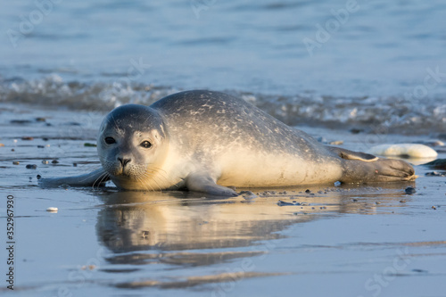 Common seal known also as Harbour seal, Hair seal or Spotted seal  (Phoca vitulina) pup lying on the beach. Helgoland, Germany photo