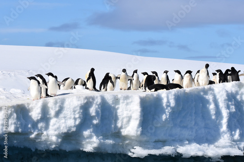 Adelie penguins  Hope Bay  Antarctica 