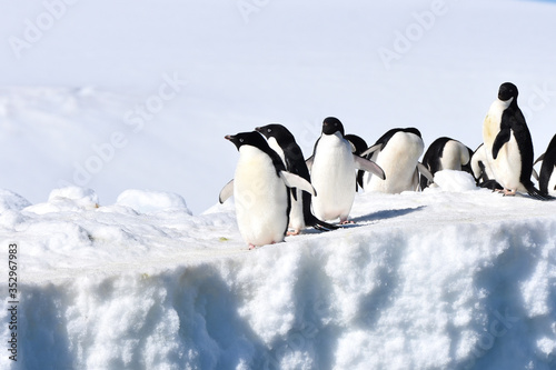 Adelie penguins  Hope Bay  Antarctica 