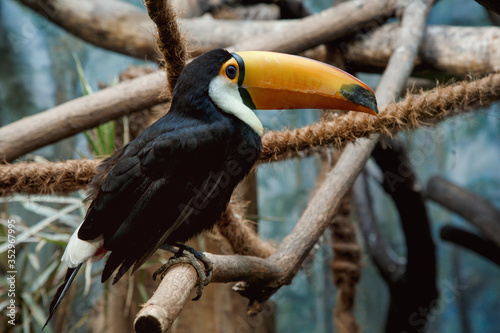 Toco Toucan. Toco Tucan sits on a branch in a jungle, portrait with clipping path. Tukan.