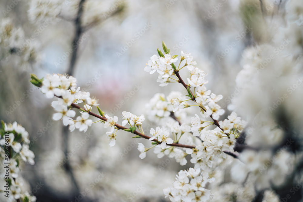 Blooming plum tree. The branches are covered with white flowers.