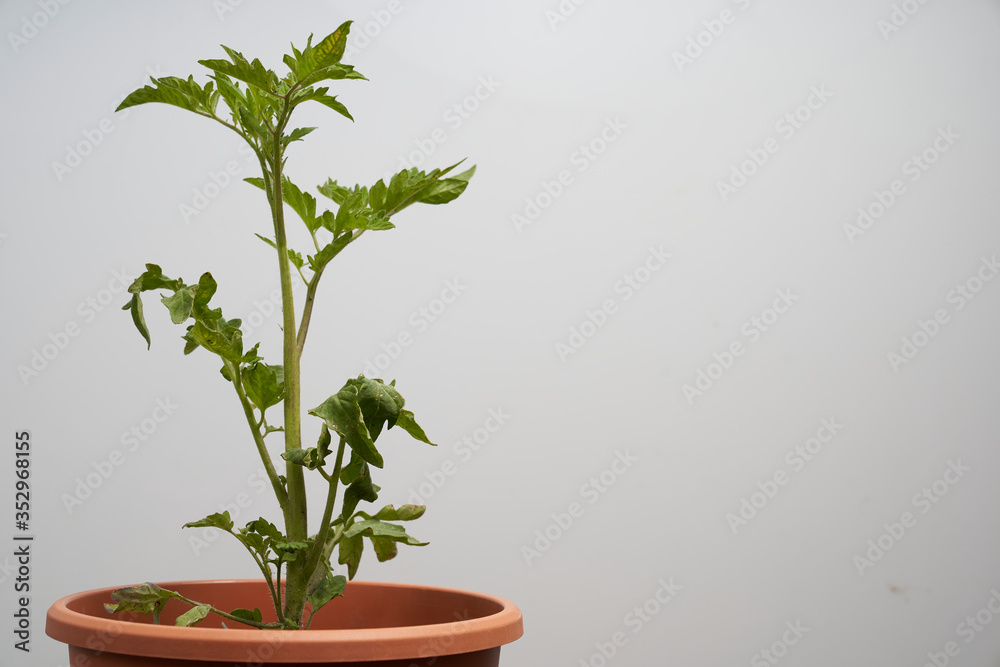 Tomato plant in pot seperated against white background