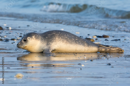 Common seal known also as Harbour seal, Hair seal or Spotted seal (Phoca vitulina) pup lying on the beach. Helgoland, Germany