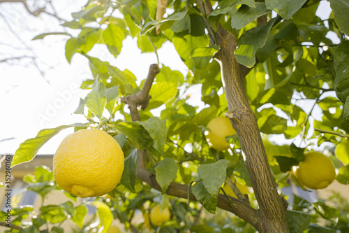 Lemon tree branches with yellow ripe lemons  backlight  photo taken in Italy on a quiet afternoon  low angle view