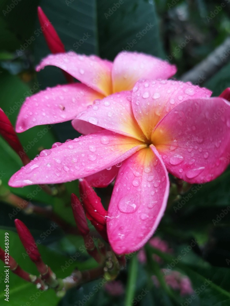 pink blossom 