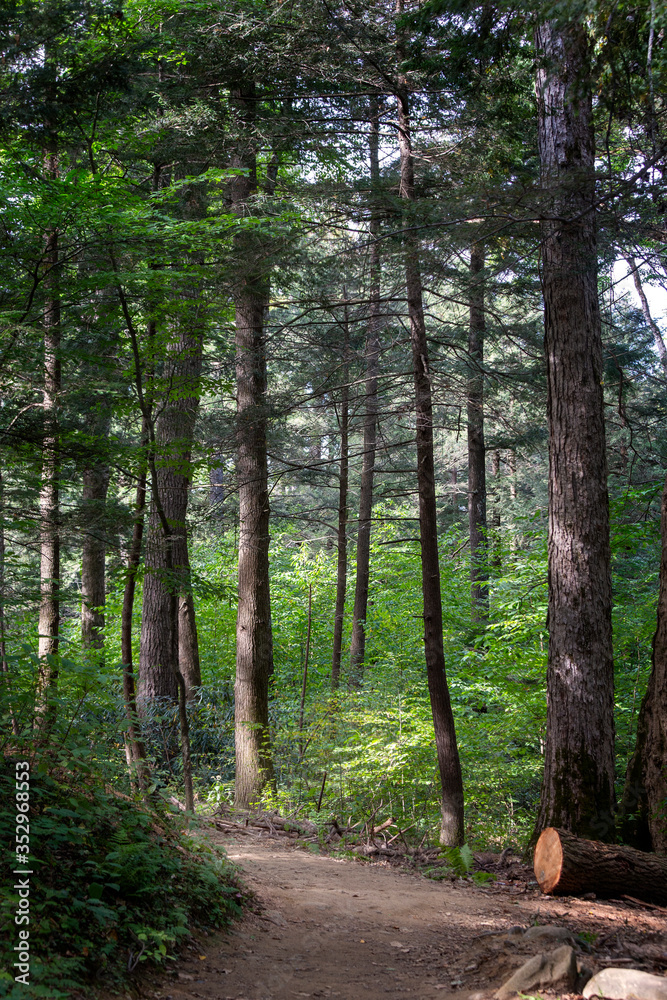 Fototapeta premium path in the woods