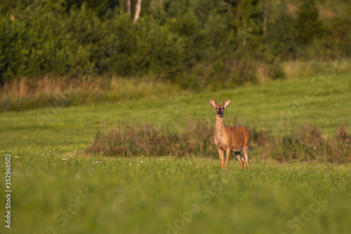 Young white-tailed deer, odocoileus virginianus, standing on green meadow at sunrise and looking. Wild stag with growing antlers in velvet sunlit in summer nature with copy space.