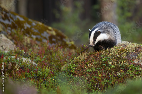 European badger, meles meles, searching for food and approaching on rocks in forest from front view with copy space. Furry animal with black and white striped face walking in summer woodland. © WildMedia