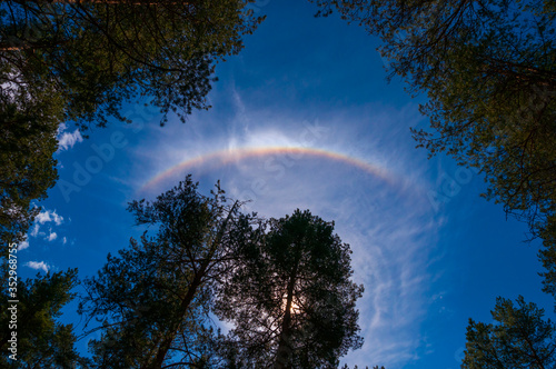 A part of a rainbow in the blue sky above pine trees