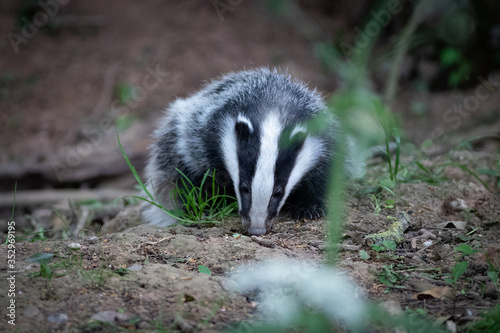 badger cub © scott