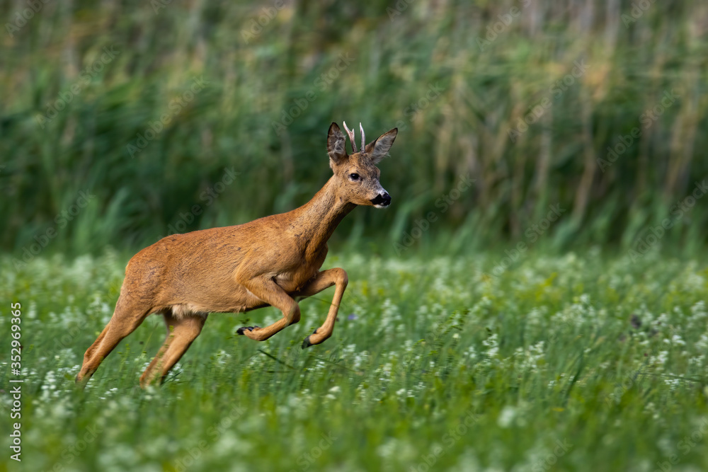roe deer, capreolus capreolus, buck running fast on meadow with green grass and flowers in summer nature. Wild animal sprinting and jumping in wilderness from side view. roe deer, capreolus capreolus, buck running fast on meadow with green grass and flowers in summer nature. Wild animal sprinting and jumping in wilderness from side view.