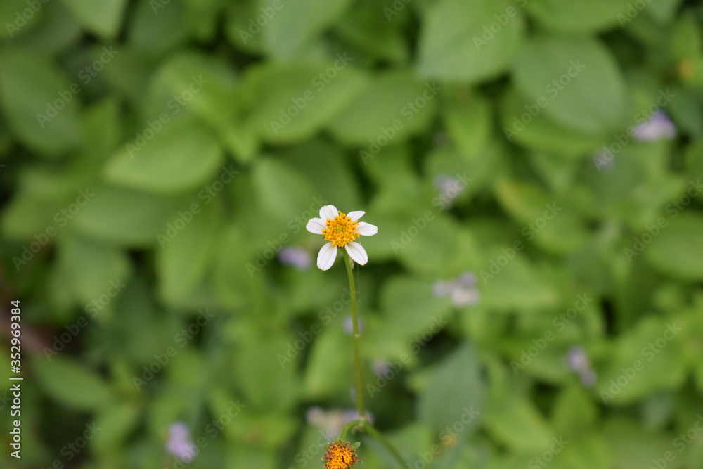 little white flower growing in the green grass little white flower growing in the green grass