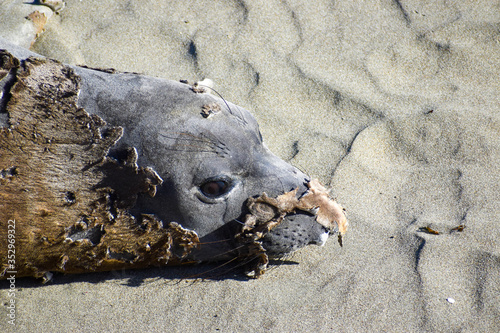 фотографія seal molting sand c2020Rachelle