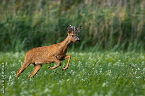 roe deer, capreolus capreolus, buck running fast on meadow with green grass and flowers in summer nature. Wild animal sprinting and jumping in wilderness from side view.