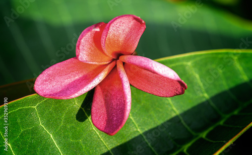 Close up of Pink Frangipani, Plumeria Sp flower with copy space photo