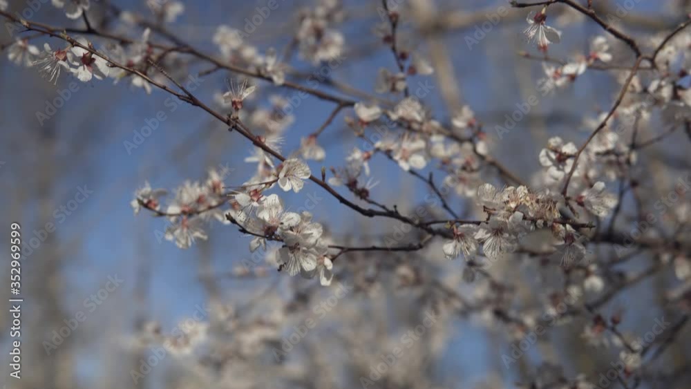 apricot blossoms in spring in the garden apricot blossoms in spring in the garden