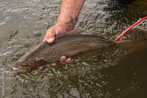 Fototapeta Naklejka Na Ścianę i Meble -  A Rainbow trout being released back into the river.