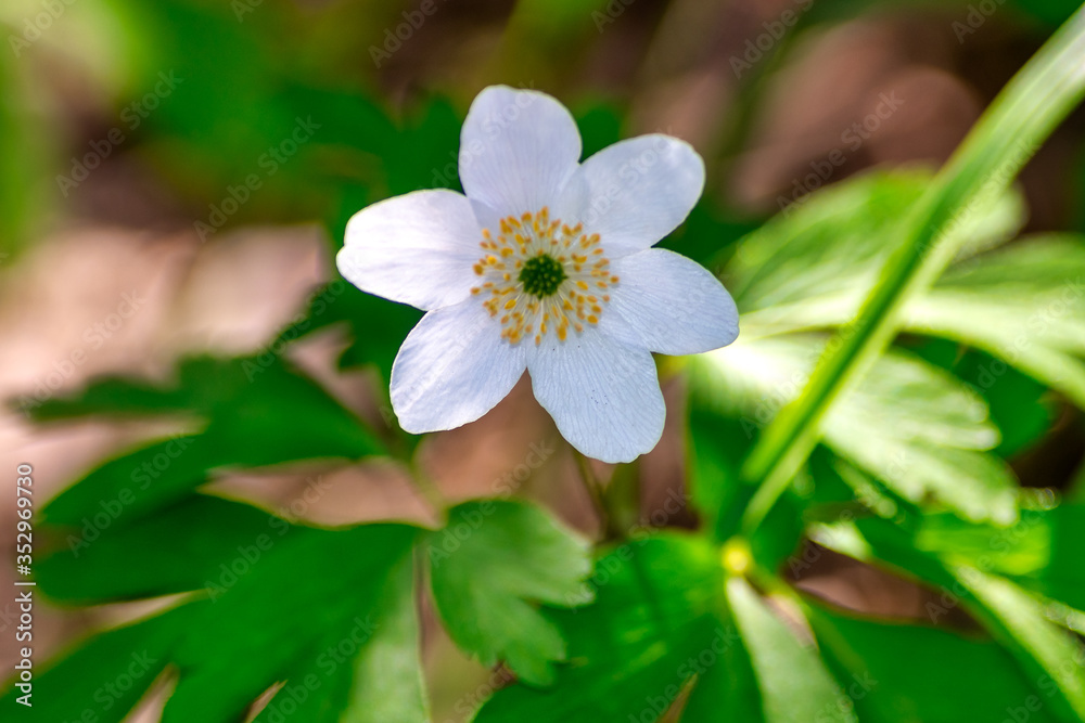 White springflower (Anemone Nemerosa) in closeup White springflower (Anemone Nemerosa) in closeup