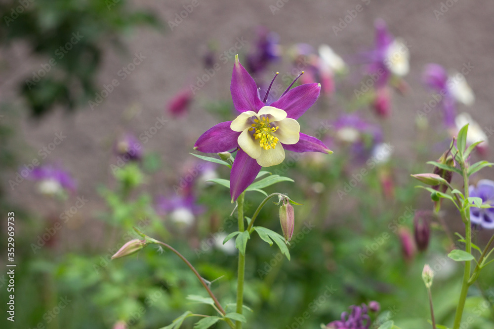 Columbine, Aquilegia Songbird Nightingale - delicate spring flower. Lilac-white flower blooms in the garden Columbine, Aquilegia Songbird Nightingale - delicate spring flower. Lilac-white flower blooms in the garden