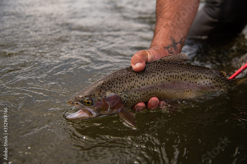 Fototapeta Naklejka Na Ścianę i Meble -  A wild rainbow trout being release back into the river.
