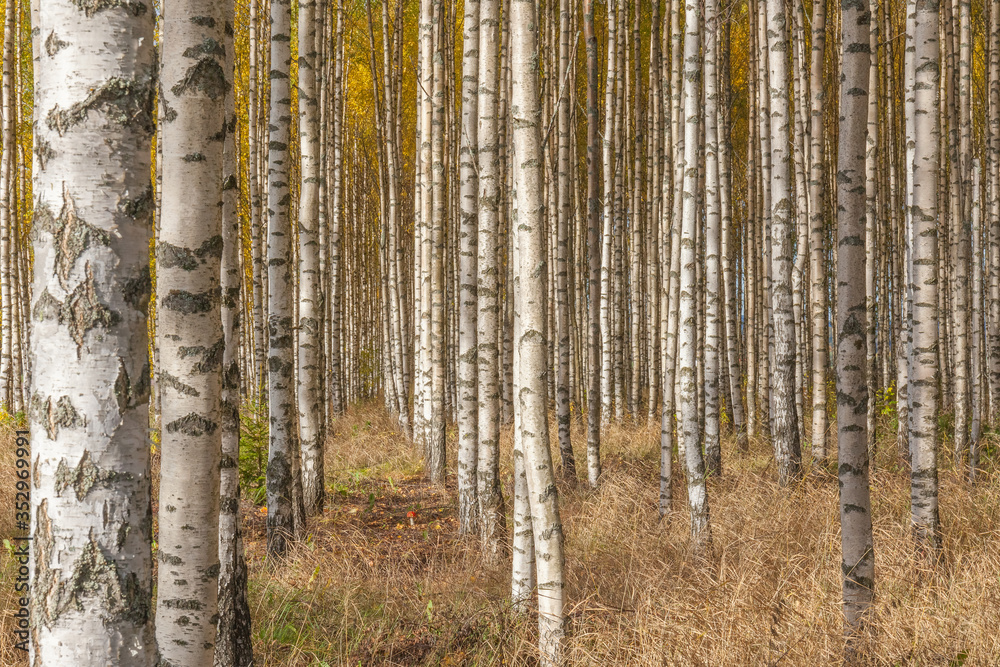 Birch trees with fresh green leaves in autumn. Sweden, selective focus Birch trees with fresh green leaves in autumn. Sweden, selective focus