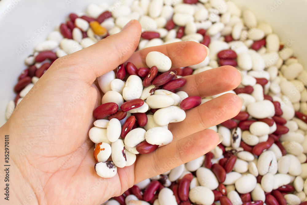 Beans of bean ( beans ). Background of many grains of dried beans. Brown beans texture. Food background. Brazilian diet snack food. Beans of bean ( beans ). Background of many grains of dried beans. Brown beans texture. Food background. Brazilian diet snack food.