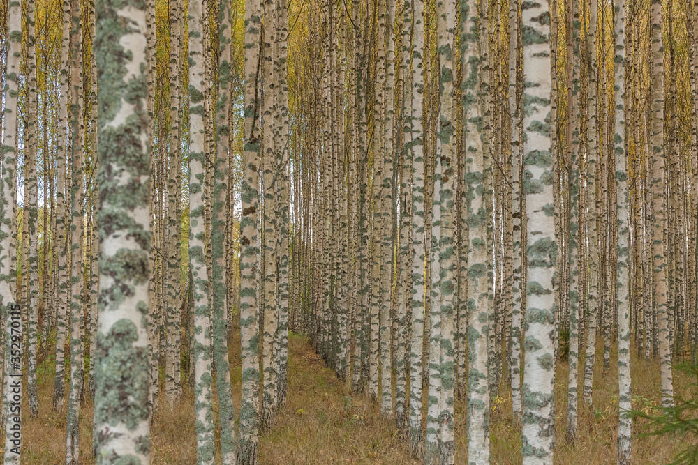 Fototapeta premium Birch trees with fresh green leaves in autumn. Sweden, selective focus