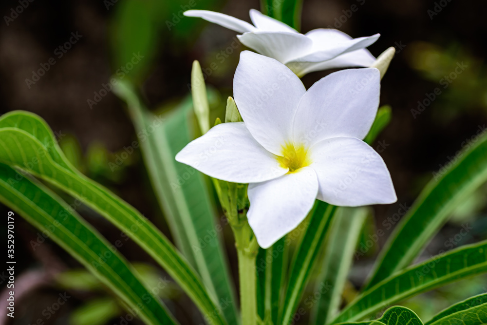 Close up of beautiful white Bridal Bouquet, Plumeria pudica flower with copy space Close up of beautiful white Bridal Bouquet, Plumeria pudica flower with copy space