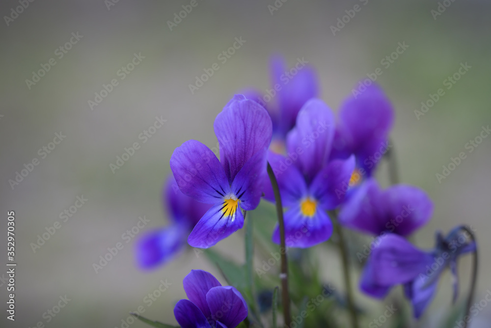 Many gentle lilac violets in their natural habitat