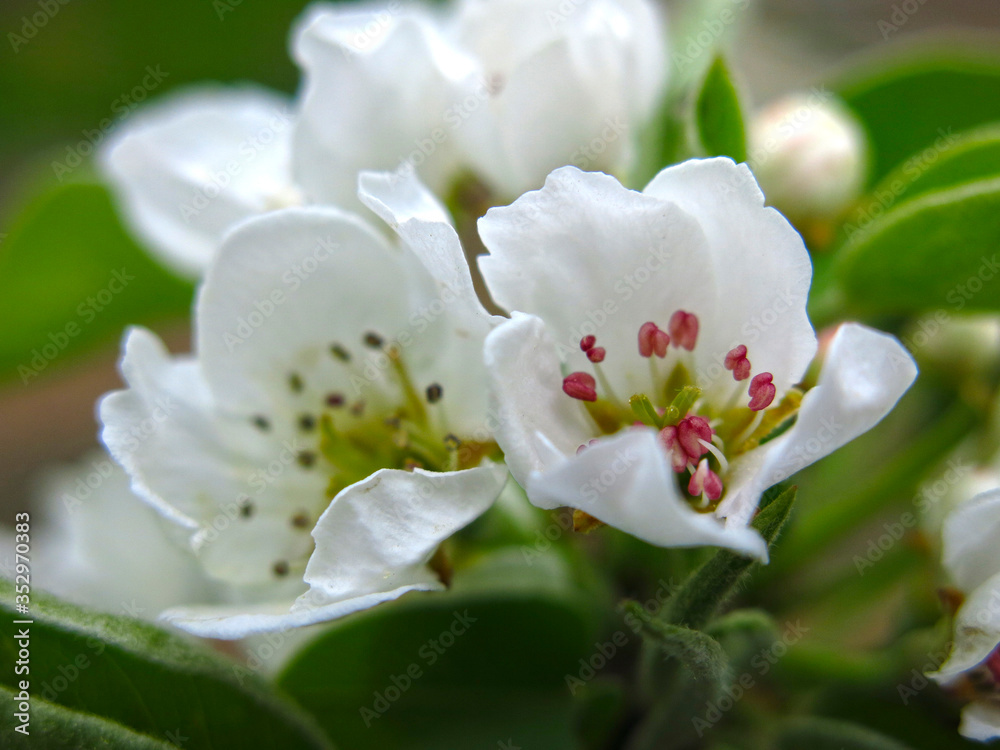 Obraz premium plum tree blooms in spring with white romantic flowers