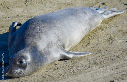smiling seal at beach c2020Rachelle