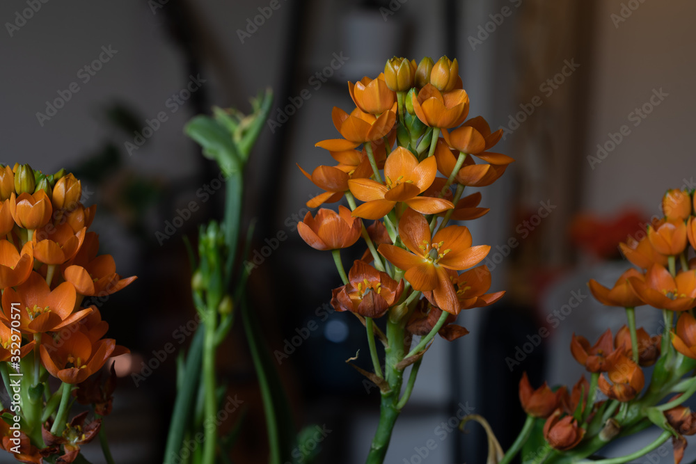 Orange Star flowers, species ornithogalum dubium. Also known as Sun ...