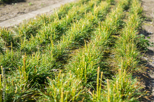 Pine seedlings in a tree nursery in the forest. Growing .coniferous trees close-up. Artificial restoration of the forest after fires. Sprouts of pine