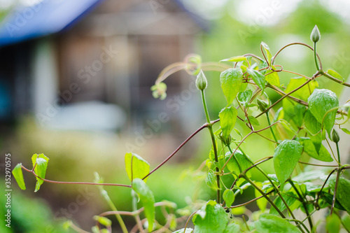 Gardening in the country. A climbing plant in the foreground, in the background a house in defocus.