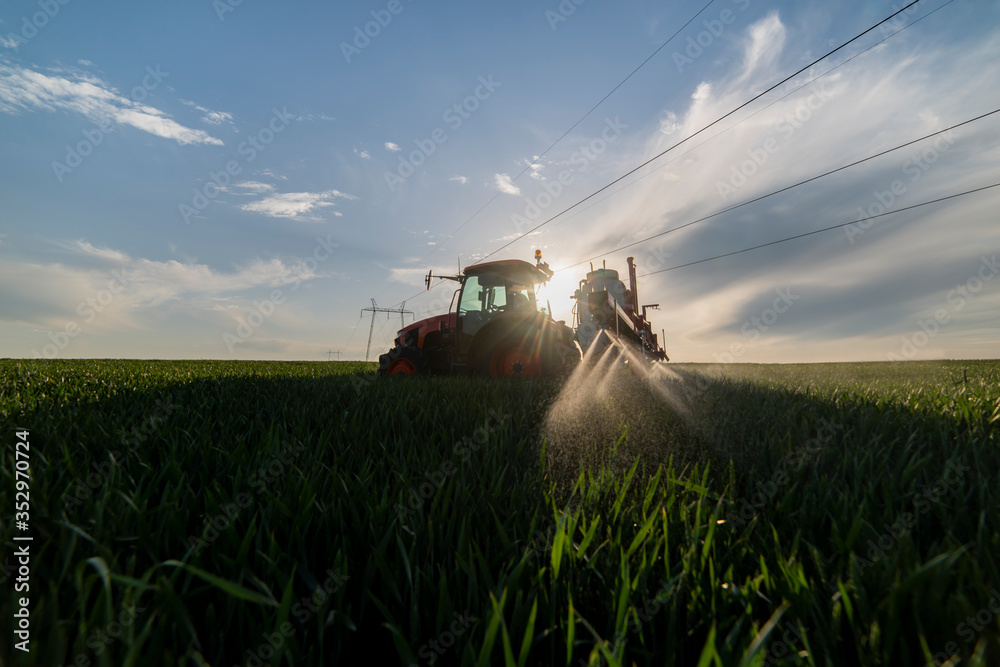 Fototapeta premium Tractor spraying wheat in field