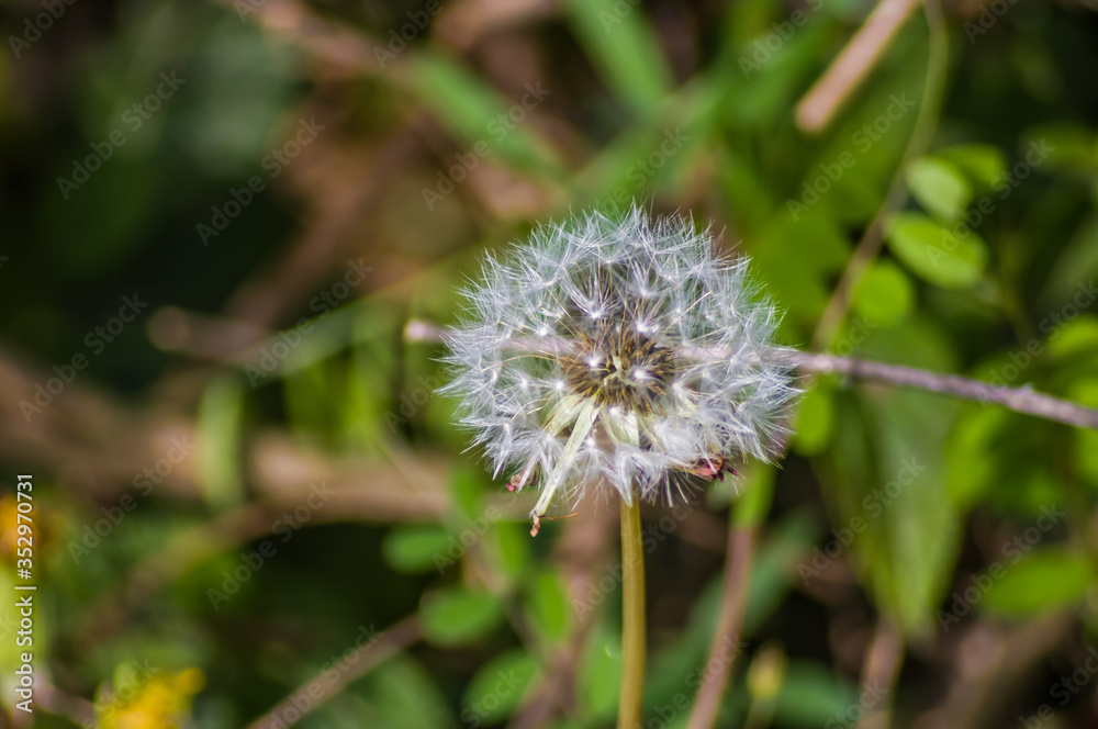 thistle flower in spring