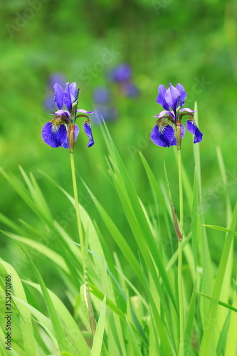 Detail of flower of Siberian iris (Iris sibirica) isolated on green background. Beautiful violet blue blossom on meadow. Also known as Siberian flag. Spring or summer in nature. Threatened species.