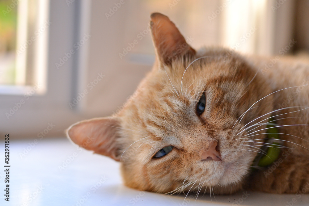 Beautiful red cat lies on the windowsill on a sunny day. Cute red cat lies on a white bedspread. Close-up. The pet is resting at home. A place for text.