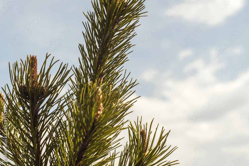 Green fir tree branch on sky background. Nature concept, copy space. Green fir tree branch on sky background. Nature concept, copy space.