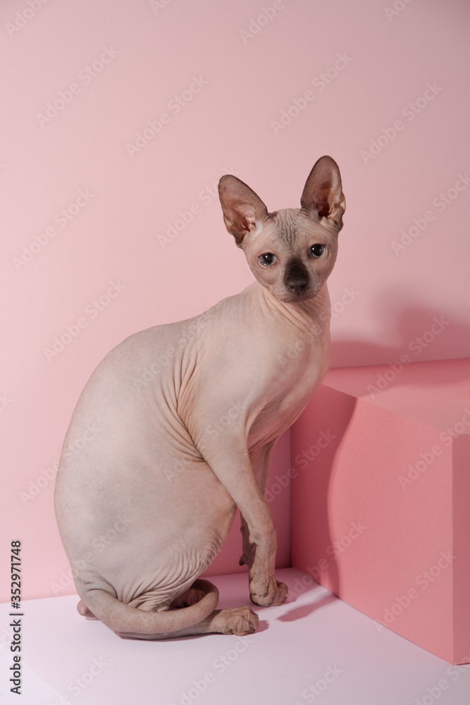 Playful sphynx cat on white cube behind pink background. Portrait of graceful cat. Minimalistic photo. Copy space