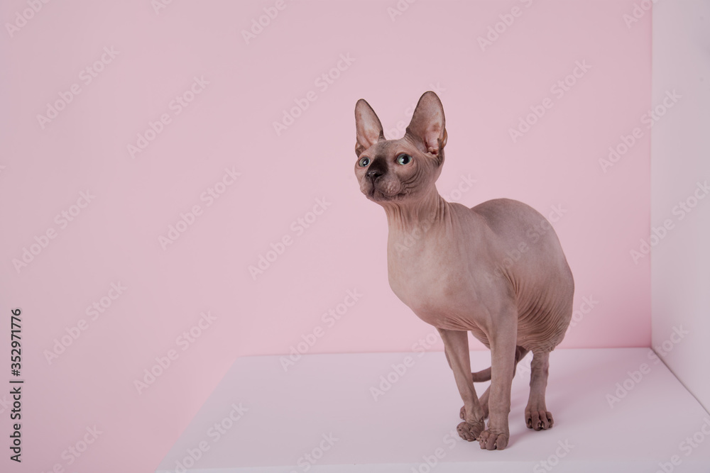 Playful sphynx cat sitting on white cube behind pink background. Portrait of graceful cat. Minimalistic photo. Copy space