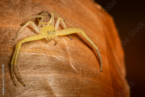 A little yellow bold spider. The detailed macro image of a bold white Clubiona sac spider with brown abdomen on the onion skin