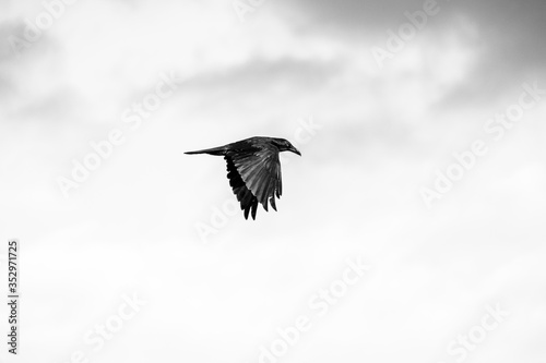 A crow in flight with sky and clouds in the background photo