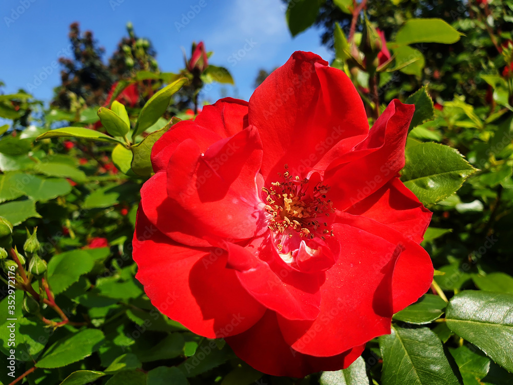 Close-up of a red rose flower against a blue, clear sky. Close-up of a red rose flower against a blue, clear sky.