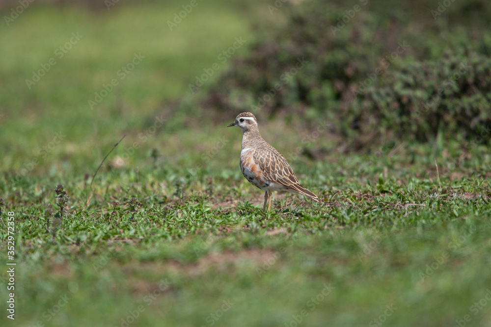Eurasian Dotterel (Charadrius morinellus) bird in the natural habitat. Eurasian Dotterel (Charadrius morinellus) bird in the natural habitat.