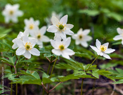The first flowers of anemone in the forest in a clearing .