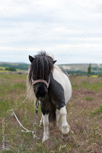 Pony grazing in a meadow